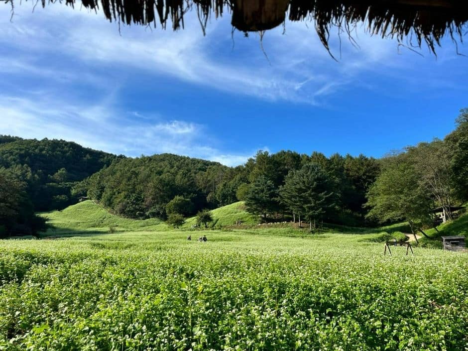 청주_추정리 메밀밭 (4)