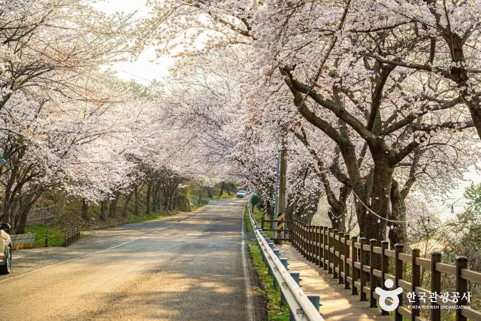 남해_왕지벚꽃길 (5).jpg