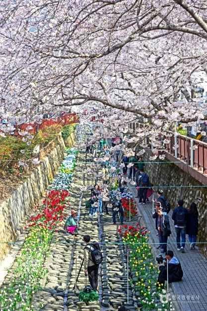 여좌천(벚꽃명소) (2)