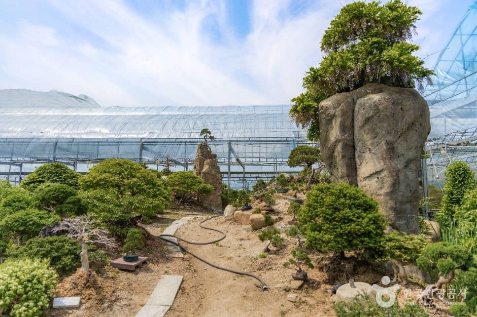 서울_분재박물관 (6)