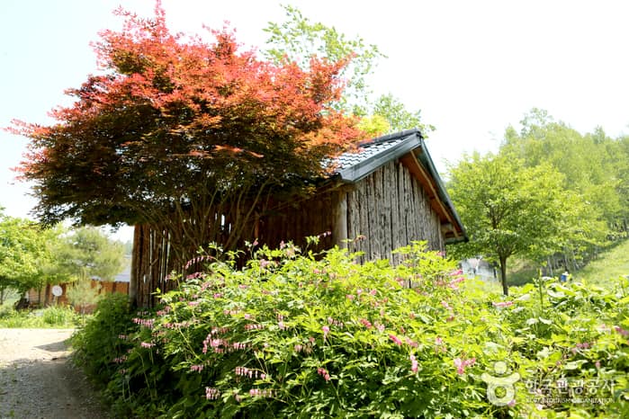 강원_횡성_횡성 산채08 (산채마을)