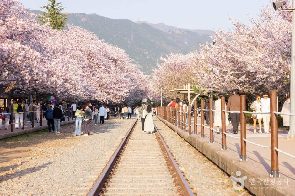 진해_경화역 벚꽃길 (1)