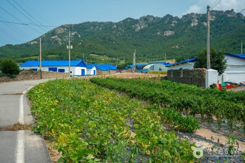 신안_비금도 내촌마을 옛 담장 (2)