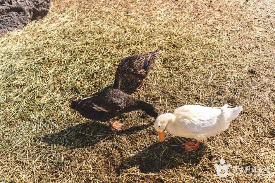 충북_증평_블랙스톤 벨포레 목장_체험_4.jpg