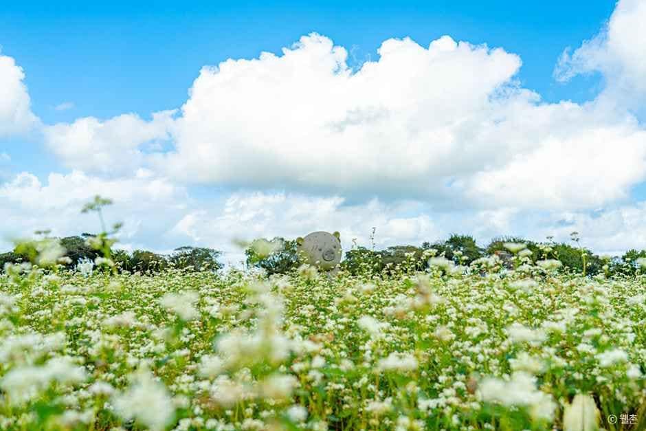 제주_와흘메밀마을 (6).jpg