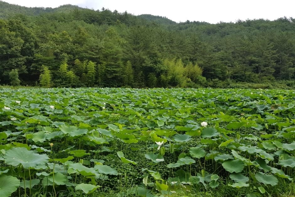 관광두레 주민사업체 경남 진주 프로스트맥주협동조합 9