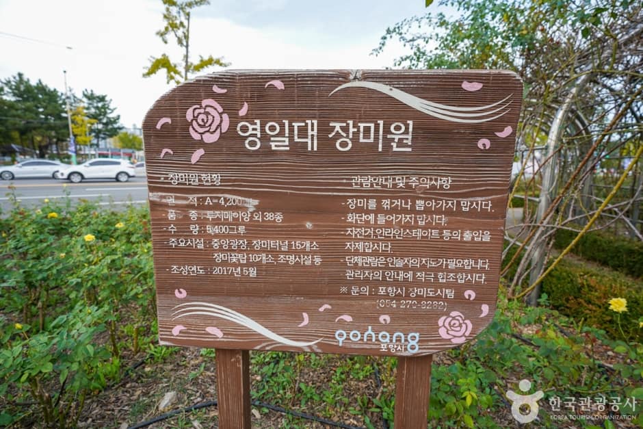 영일대 장미원 (9)