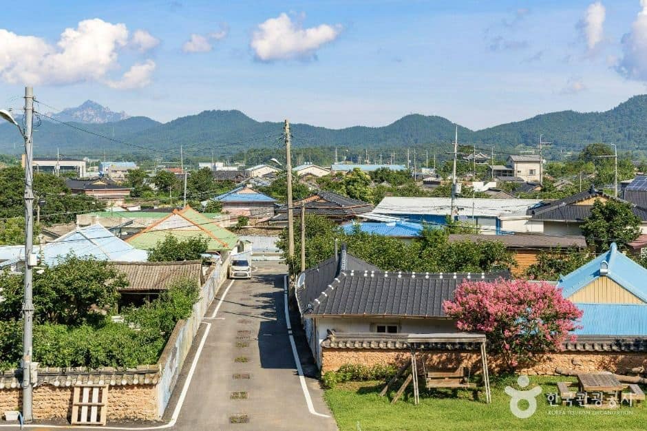 강진_강진 삼인리 비자나무 (6)