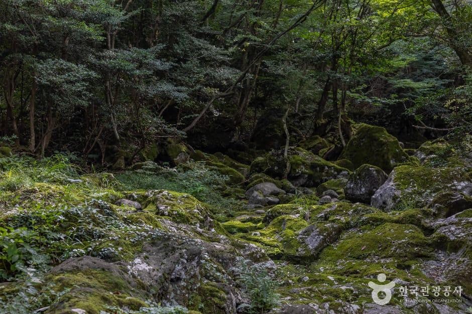 제주_열안지오름(오라동) (5)