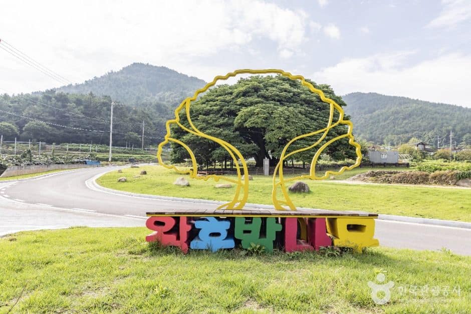 남해_남해 창선도 왕후박나무 (5)