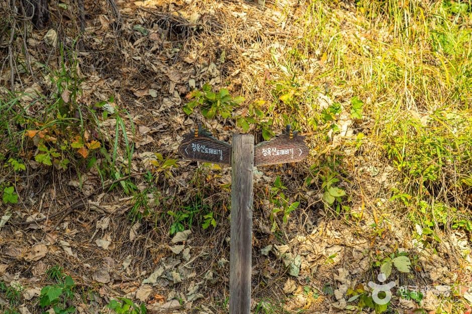평창_청옥산 도깨비길 (4)