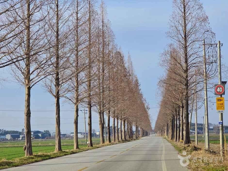 전북_김제_김제 메타세콰이어길_외부_6.jpg