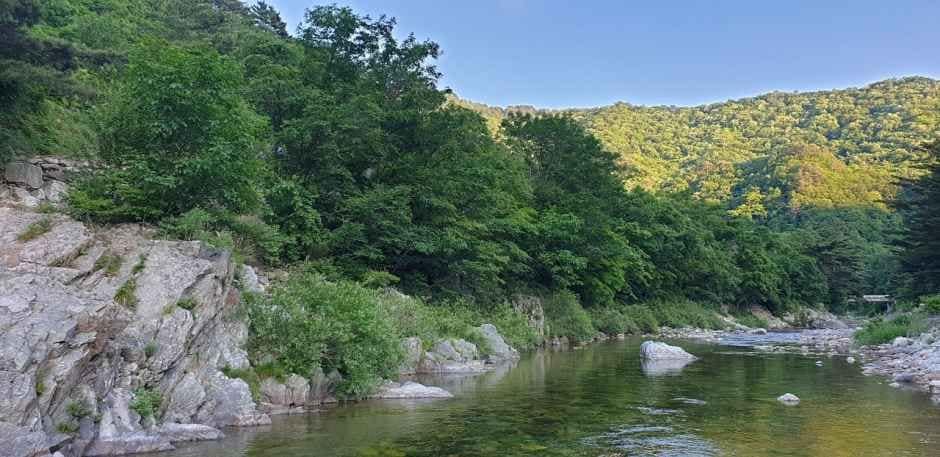 홍천_샘골솔밭야영장 (6).jpg