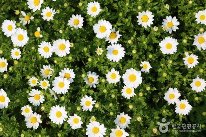 충남_청양_고운식물원04