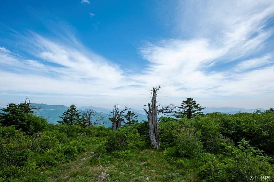 태백_태백산 국립공원 (2)