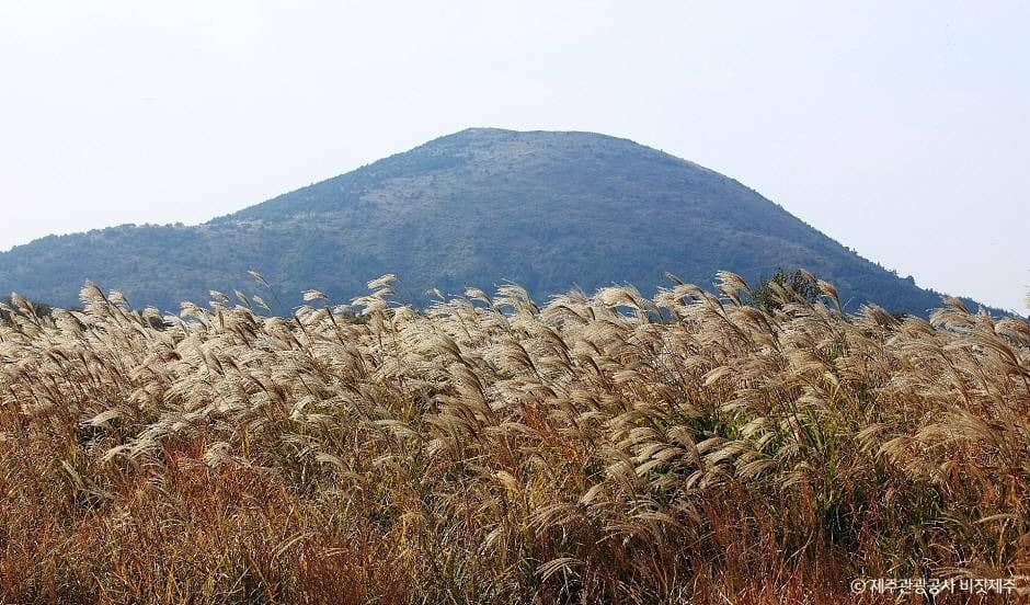 제주_높은오름 (4)