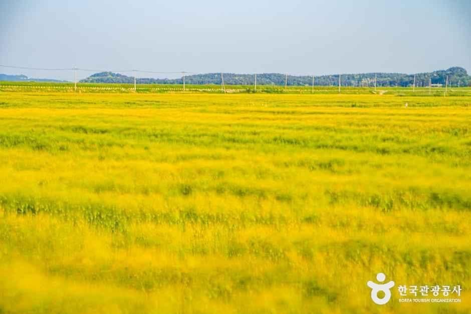 군산_옥녀교차로 청보리밭 (2).jpg