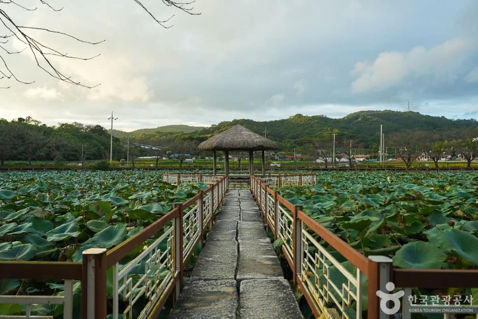 골정 저수지 (13)
