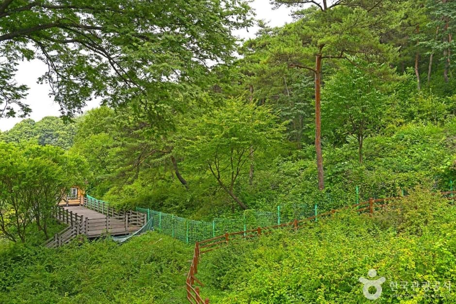 괴산 율지리 미선나무 자생지 (3)
