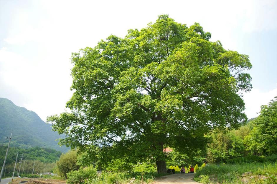 나본마을_전경 (2)