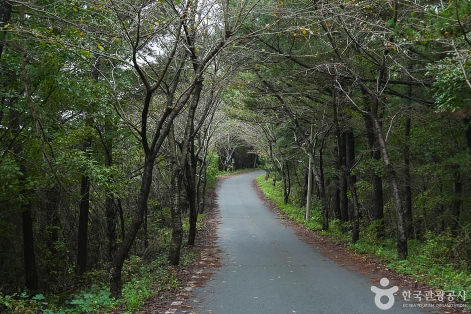 가제산 (13)