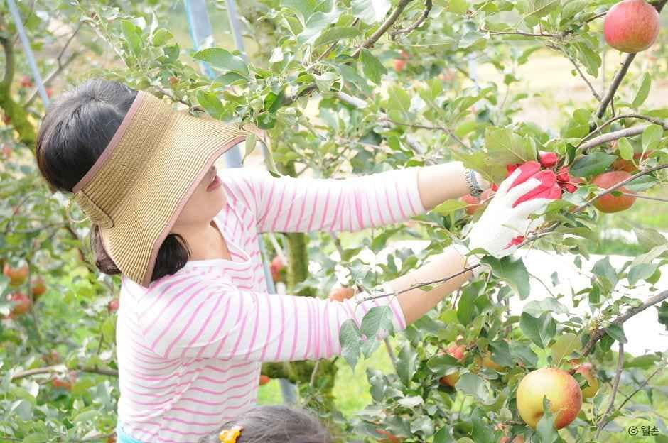 예산_예산 알토란사과마을 (1).jpg