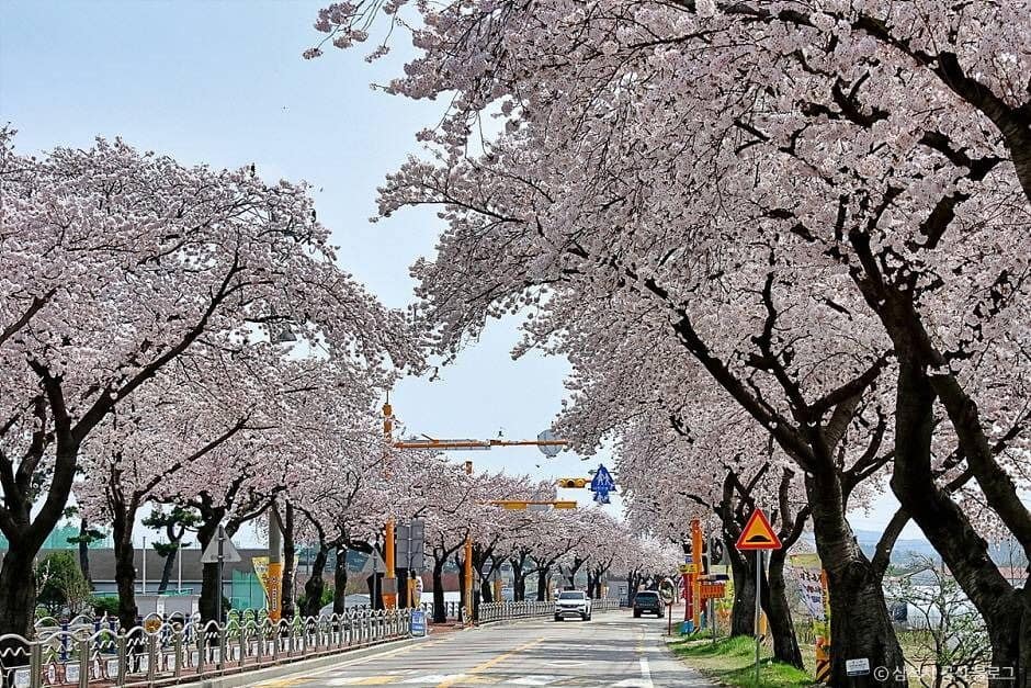 삼척_맹방 벚꽃길 (1)