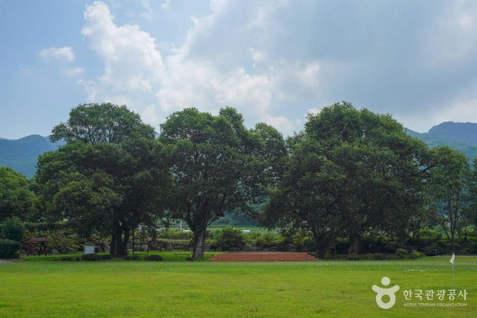 산청_산청 실매리 왕버드나무군(금포림) (1)