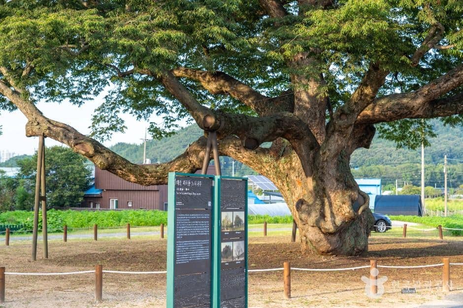 서구_괴곡동 느티나무 (5)