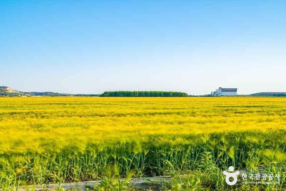 군산_옥녀교차로 청보리밭 (5).jpg