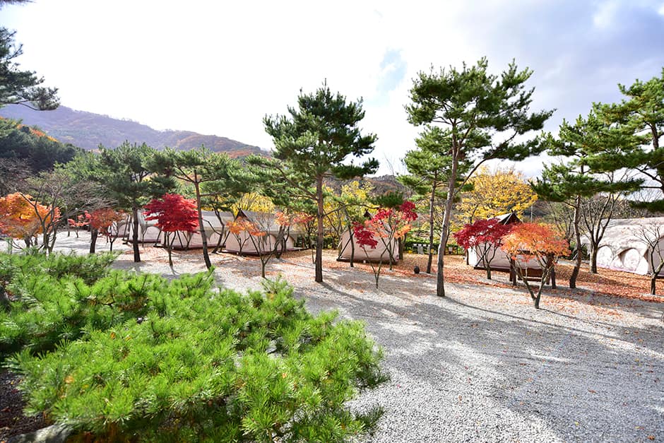 리즈밸리글램핑캠핑장_전경2