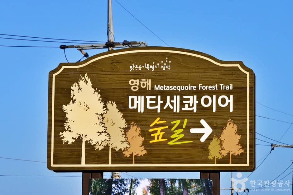 경북_영덕_벌영리 메타세콰이어길 (6)