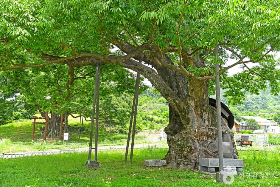 괴산 오가리 느티나무 (5)