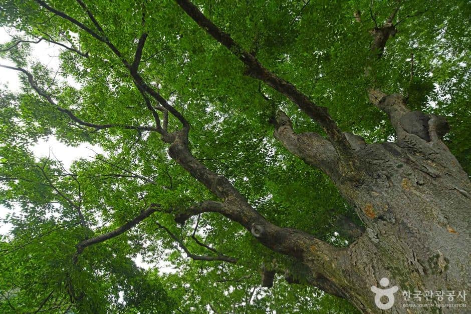 장수 봉덕리 느티나무 (1)