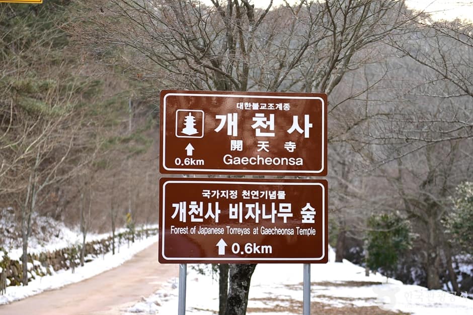 개천사 비자나무숲 (1)