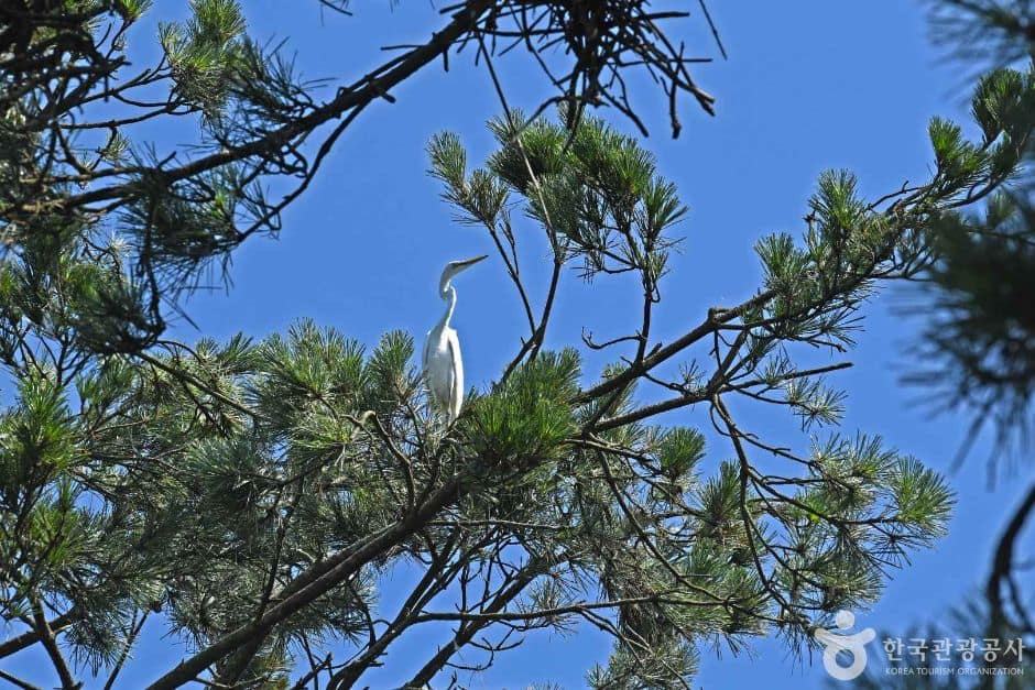 무안_무안 용월리 백로와 왜가리 번식지 (2)