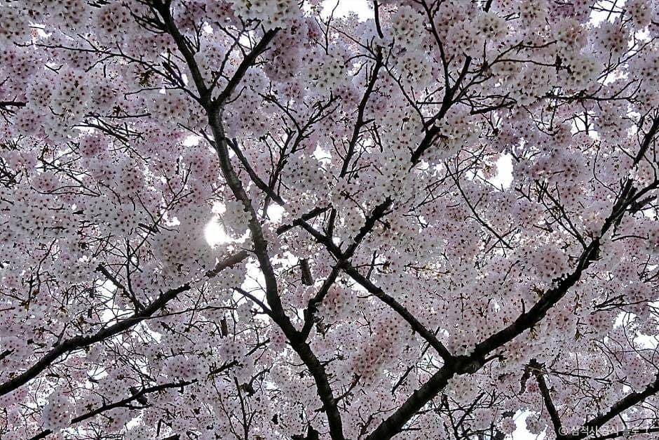 삼척_맹방 벚꽃길 (4)