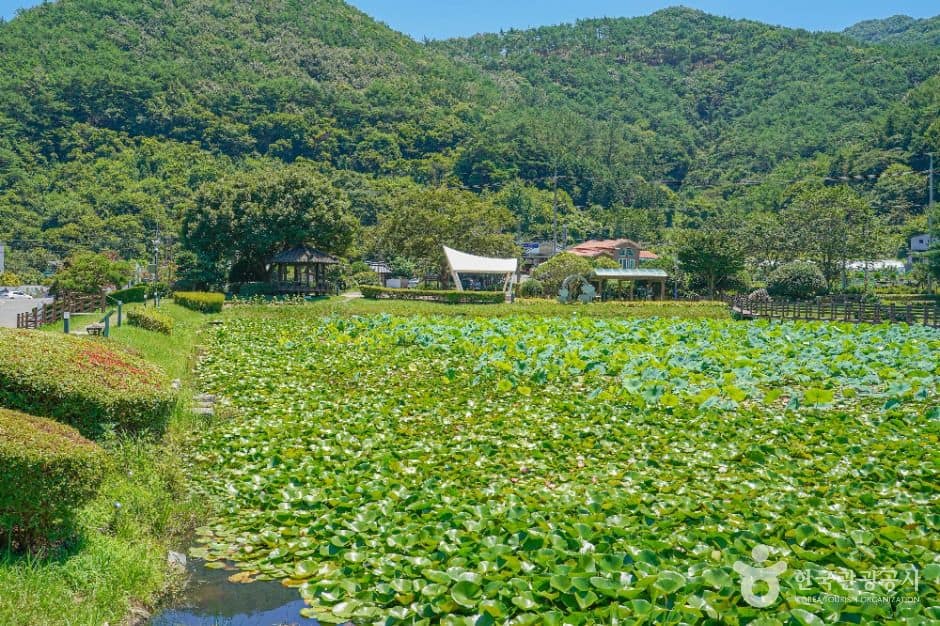 고성_상리연꽃공원 (2)
