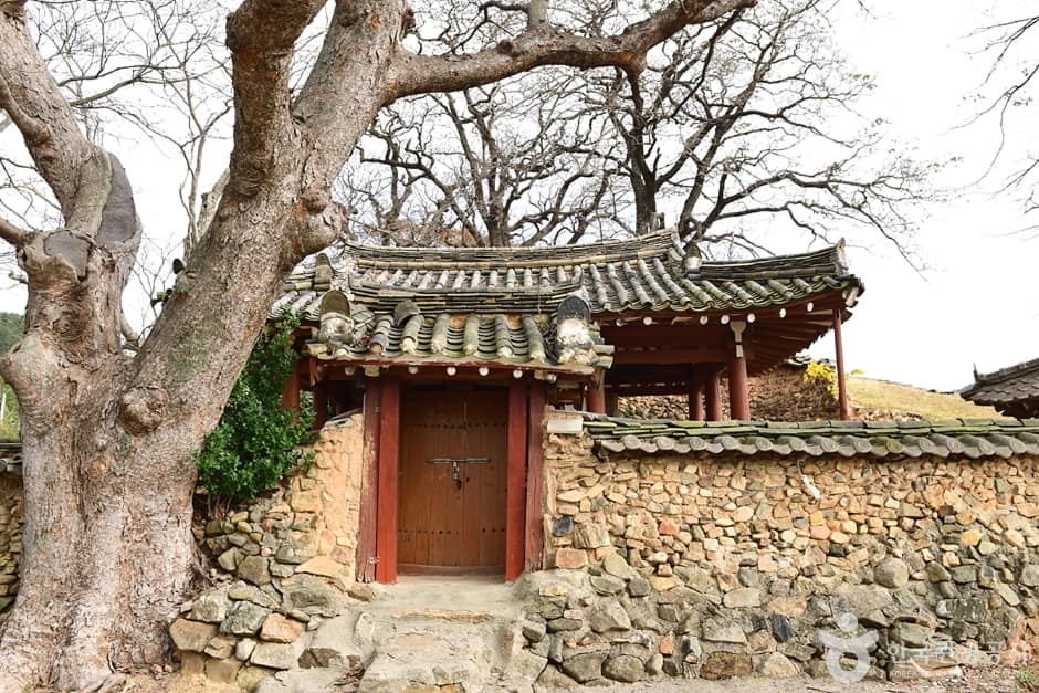 전남_함평_함평 양재리 이팝나무 (4)