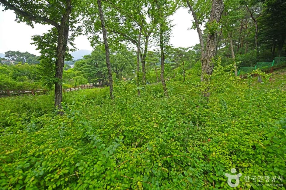 괴산 율지리 미선나무 자생지 (7)