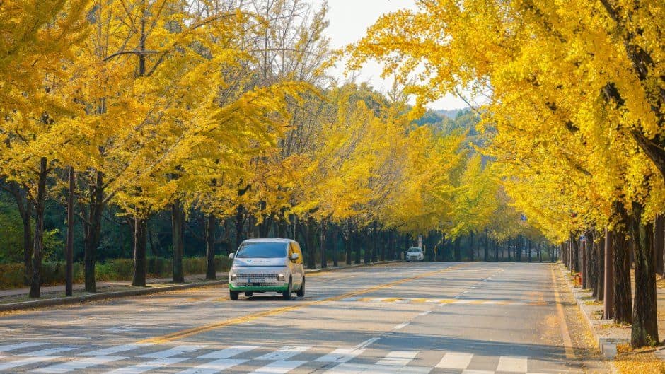 과천_과천 은행나무길 (1).JPG