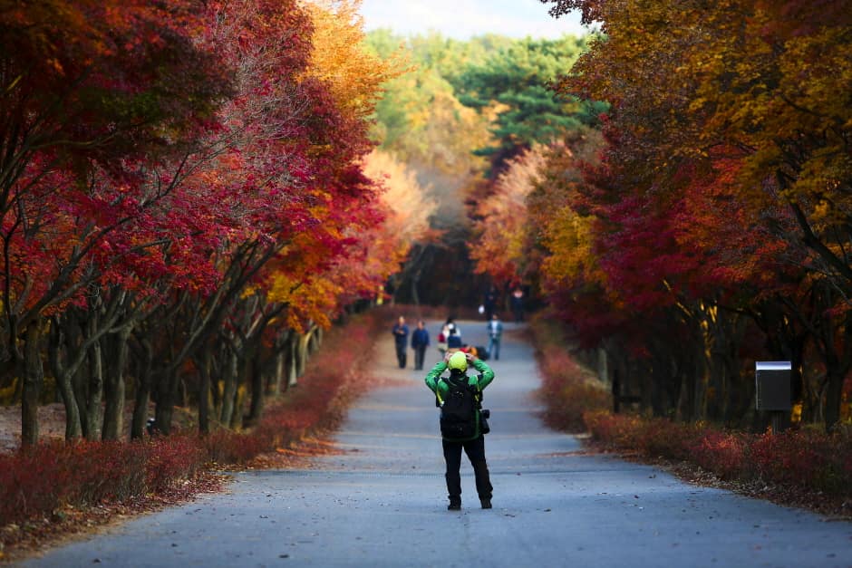 충남_천안_단풍나무숲길독립기념관_풍경2