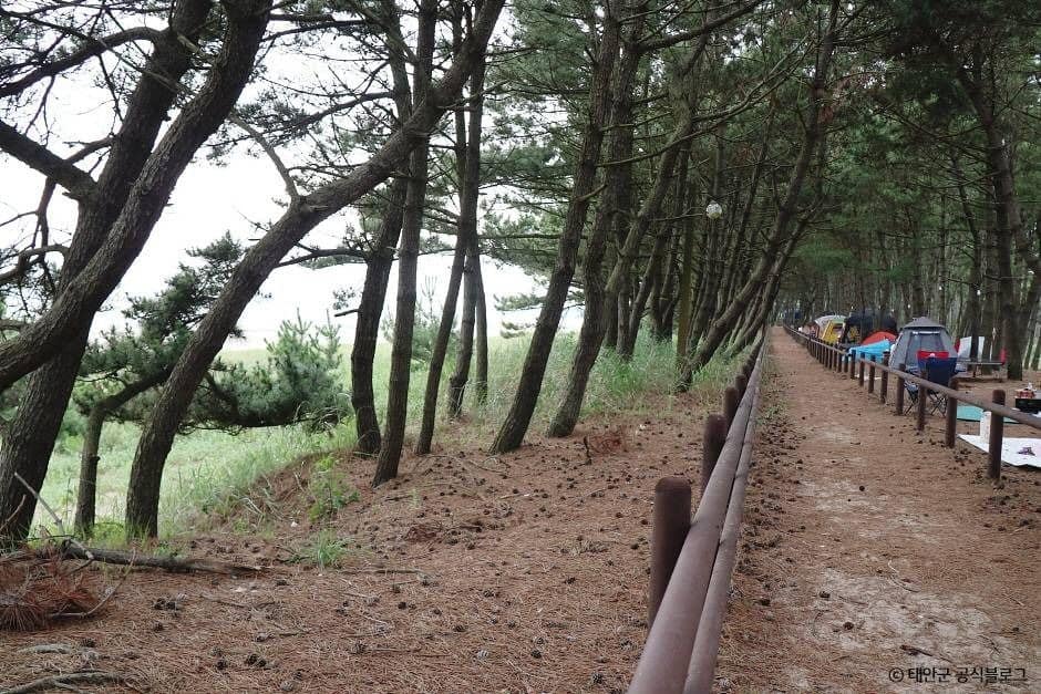 태안_안면해수욕장 (1)