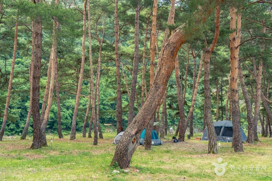 영덕_오천솔밭유원지 (1)