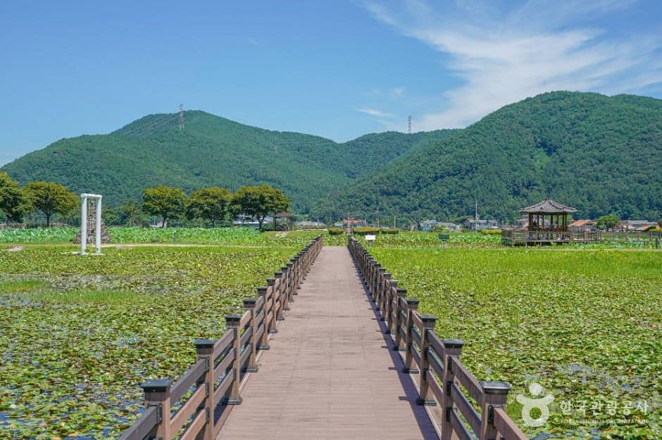 고성_상리연꽃공원 (5)