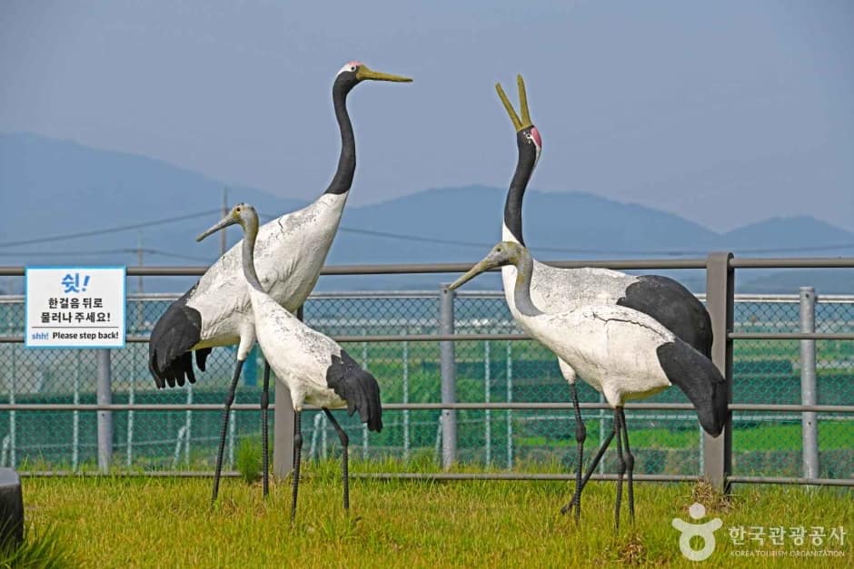 DMZ 두루미 평화타운(구 철새마을) (7)