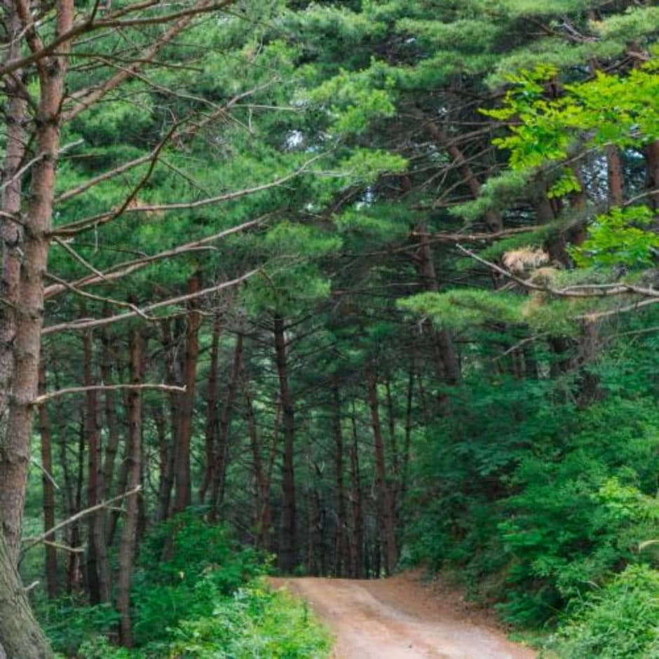팔만대장경 이운 순례길 (5)