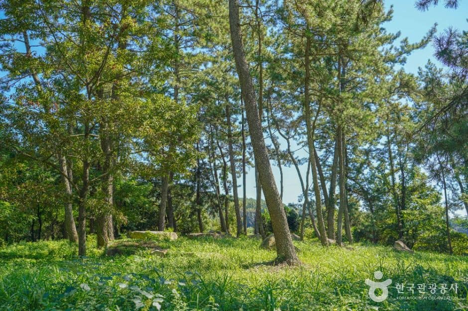 장흥_장흥 방촌리 지석묘군 (6)