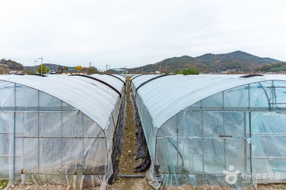 논산_도정딸기마을 (2)