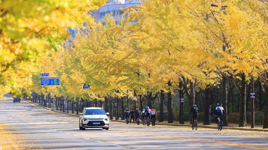 과천_과천 은행나무길 (5).JPG